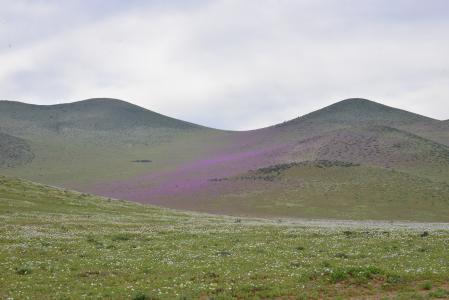 小山, 开花的沙漠, 花, 紫色, 花, 沙漠, 自然