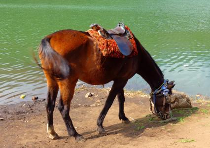 马, 喂养, 湖, 饲料, 草, 动物, 水