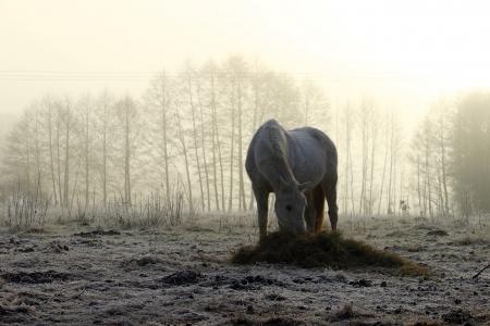 马, 雾, 冬天, 牧场, 晨雾, 模具, 纯种阿拉伯