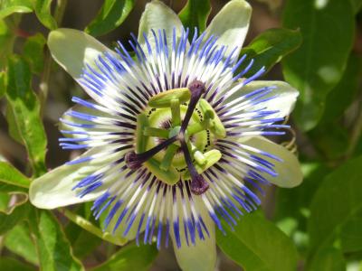 西番莲蓝靛, 西番莲, 西番莲, 蓝色西番莲, 花, 自然, 植物
