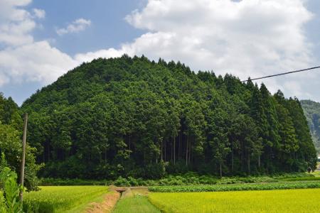 日本, 森林, 树木, 景观, 自然, 外面, 风景名胜