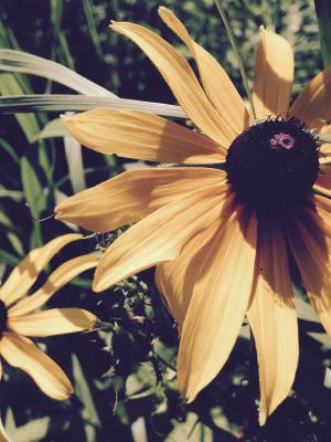 棕色眼睛苏珊, 黄色的花, 花, 黄色, 花香, 夏季, 绽放
