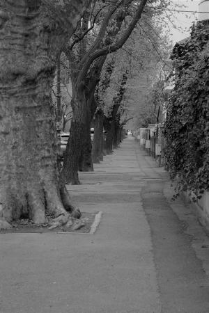 街道, 树木, 孤独