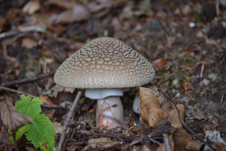 蘑菇, 自然, 秋天, 森林