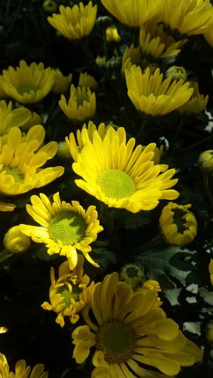 花, 花园, 黄色