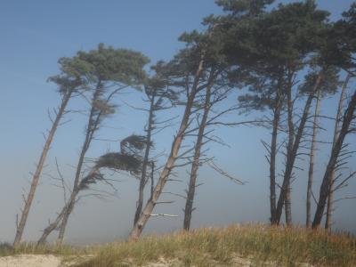 windfluechter, 风, 树木, 海岸, 海滩, 海, 波罗地海