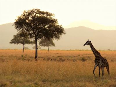 非洲, 长颈鹿, 野生动物园, 国家公园, 荒野, 野生动物, 野生动物