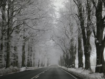 冬天, 大道, 雪, 走了, 寒冷, 白雪皑皑, 树木