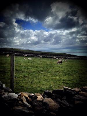 爱尔兰, 羊, 景观
