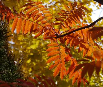 黄色的树叶, 秋天的叶子, 红色, 黄, 绿色, 银杏树, 分公司
