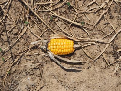 玉米, 干旱, 土壤, 干, 地面, 灰尘, 裂谷