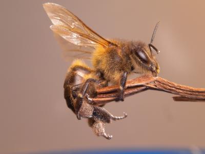 蜜蜂, 昆虫, 花