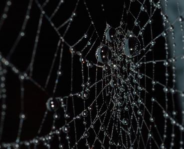 蛛形纲动物, 特写, 蜘蛛网, 连接, 令人毛骨悚然, 露水, 恐惧