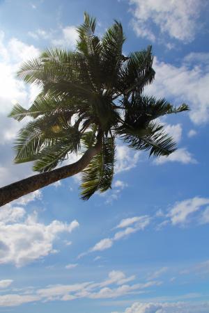 棕榈, 夏季, 假日, 树, 异国情调, 棕榈树, 热带