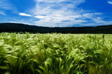 农业, 蓝蓝的天空, 玉米田, 粮田, 自然
