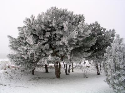 树, 冬天, 树木, 冰, 寒冷, 松树