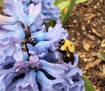 蜜蜂, 授粉, 花粉, 风信子, 花, 昆虫, 自然