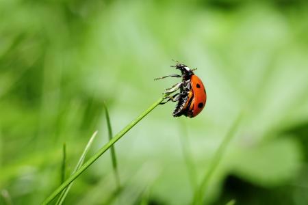 瓢虫, 昆虫, 自然, 草甸, 一种动物, 草, 绿色的颜色