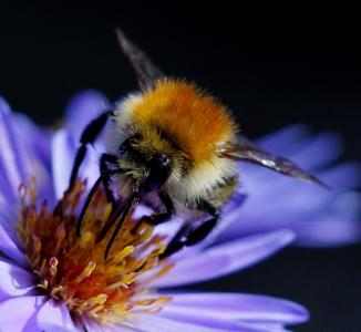 蜜蜂, bug, 自然, 夏季, 花, 授粉, 昆虫