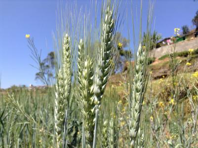 小麦, 植物, 喀拉拉邦