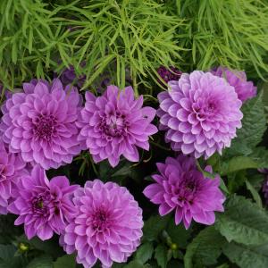 大丽花, 紫色, 粉色, 花, 观赏植物