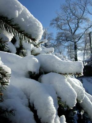 冬天, 雪, 花园