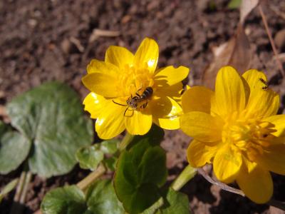 花, 黄色的花, 春天, 昆虫, 蜜蜂, 黄色, 春天的花朵