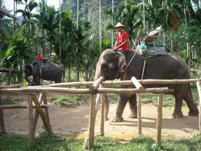 泰国, 泰语, 自然公园, 大象, ele, nuturschutz, 动物