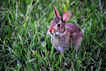 小兔子, 兔子, 哺乳动物, 可爱, 动物, 草, 户外