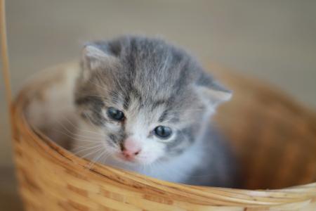 小猫, 灰色的小猫, 基蒂, 篮子里的小猫, 可爱, 猫, 年轻