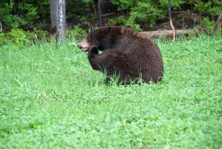 加拿大, 国家公园, 熊, 动物, 野生动物, 棕色的熊, 哺乳动物