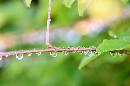 雨滴, 自然, 绿色, 植物, 跳棋, 关闭, 滴灌