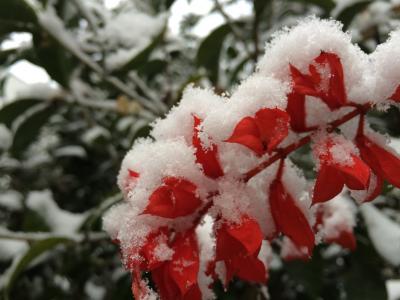 雪花, 植物, 颜色, 圣诞节, 冬天, 雪, 树