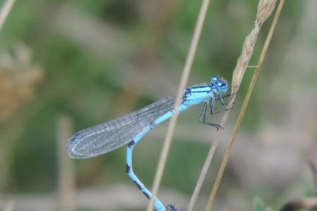 蜻蜓, 蓝蜻蜓, 昆虫, 关闭, 蓝色, 水域, 池塘