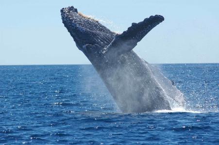 驼背鲸, 违反, 跳跃, 海洋, 哺乳动物, 动物, 海