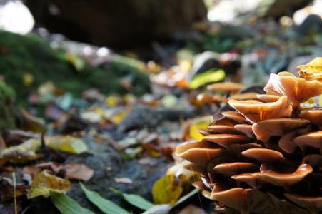 真菌, 颜色, 秋天