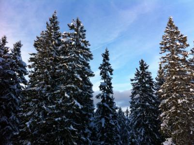 雪, 寒冷, 冬天, 树, 山脉, 白雪皑皑, 感冒