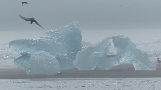 冰岛, 冰山, 鸟, 燕鸥, 冰, 冰山-冰形成, 自然