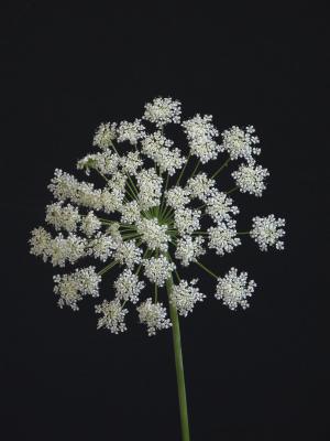 花, umbellifer, 白色, 自然, 植物