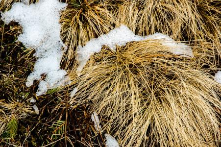 雪, f, 草, 弗罗斯特, 自然, 冬天, 白雪皑皑