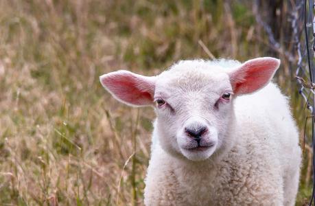 羊, 动物, 羊群, 羊毛, 绵羊的毛, 软, 农村