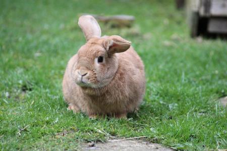 兔子, 小兔子, 动物, 可爱, 毛茸茸, 宠物, 复活节
