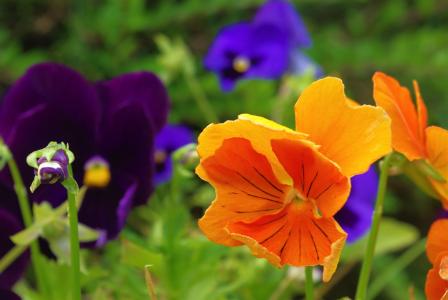 三色堇, 植物, 花, 自然, 春天, 花, 紫色
