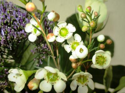 花, 鸡蛋花, 上升, 小, 投标, 白色, 植物区系