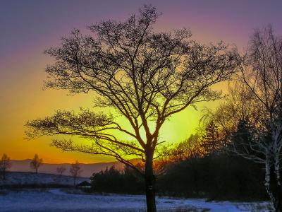 树, 日落, 雪, 自然, 冬天, 景观, 户外