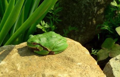 树蛙, 绿色, 两栖类动物