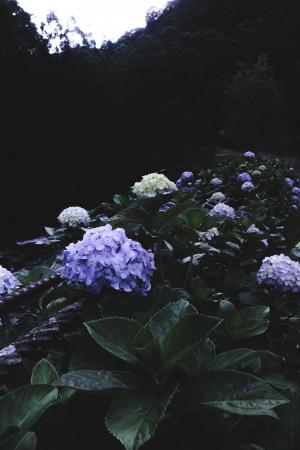 白色, 紫色, 花瓣, 花, 绿色, 植物, 花园