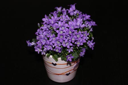 花, 紫罗兰色, 植物