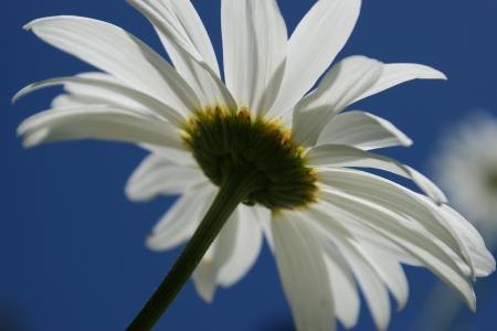 黛西, 白色, 花, 天空, 自然, 花香, 绽放