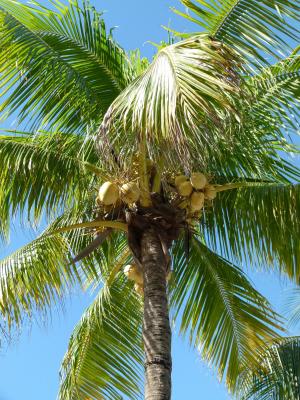 棕榈, 椰子树, 椰子, 热带, 椰子, 夏季, 假日